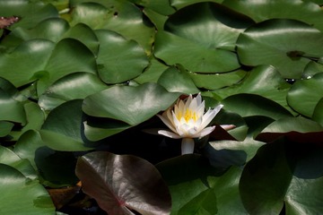 IMGP2954.jpg