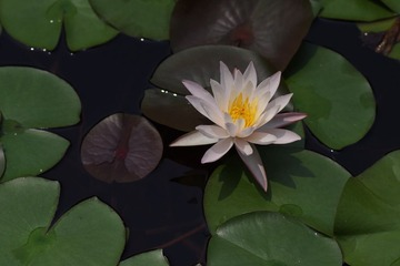 IMGP2970.jpg