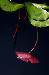 IMGP2973.jpg