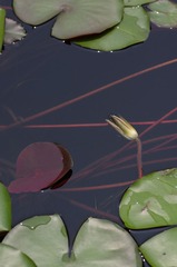 IMGP2978.jpg