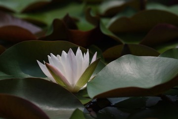 IMGP2983.jpg