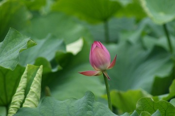 DSC03105_