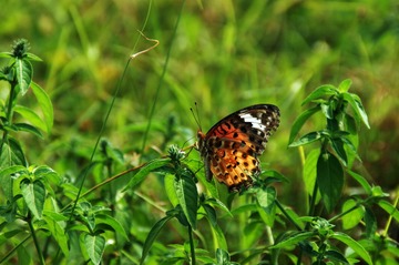 DSC00034_