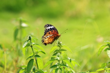 DSC00037_