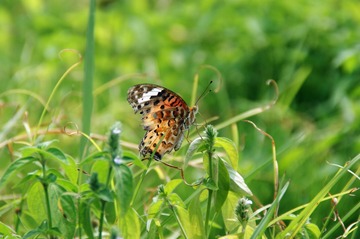 DSC00052_