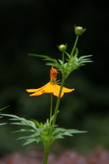 DSC00088_