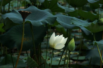 DSC00094_