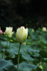DSC00095_