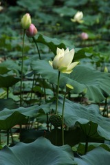 DSC00096_
