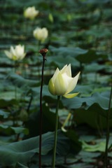 DSC00097_