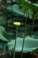 DSC00099_