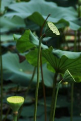 DSC00100_