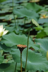 DSC00102_