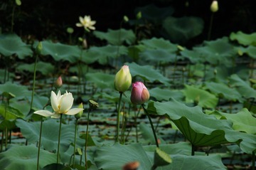 DSC00103_