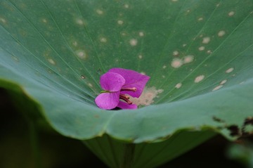 DSC00333_