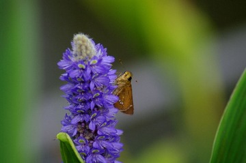 IMGP0318_