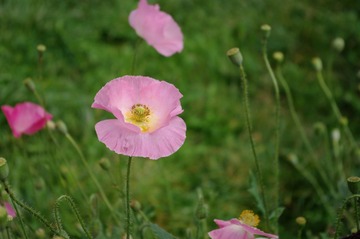 FENJ0163_