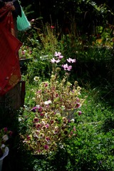 FENJ0176_