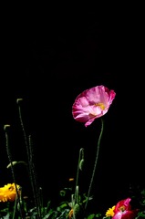 FENJ0183_