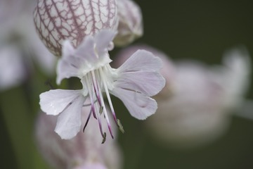 FENJ0221