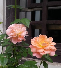 2014