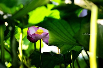 _DSC1096 副本.JPG