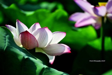 _DSC1101 副本.JPG