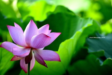 _DSC1111 副本.JPG