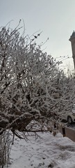 1000027277