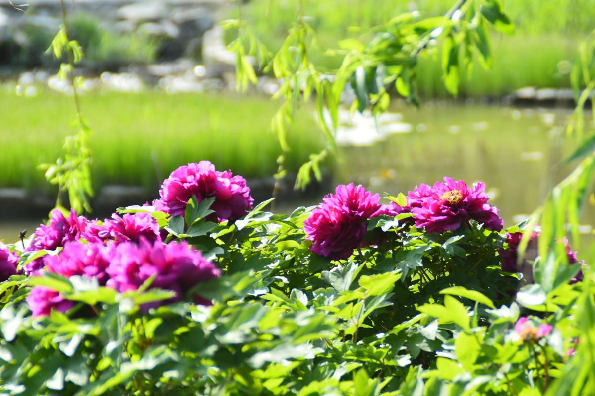 河塘边的牡丹仙子