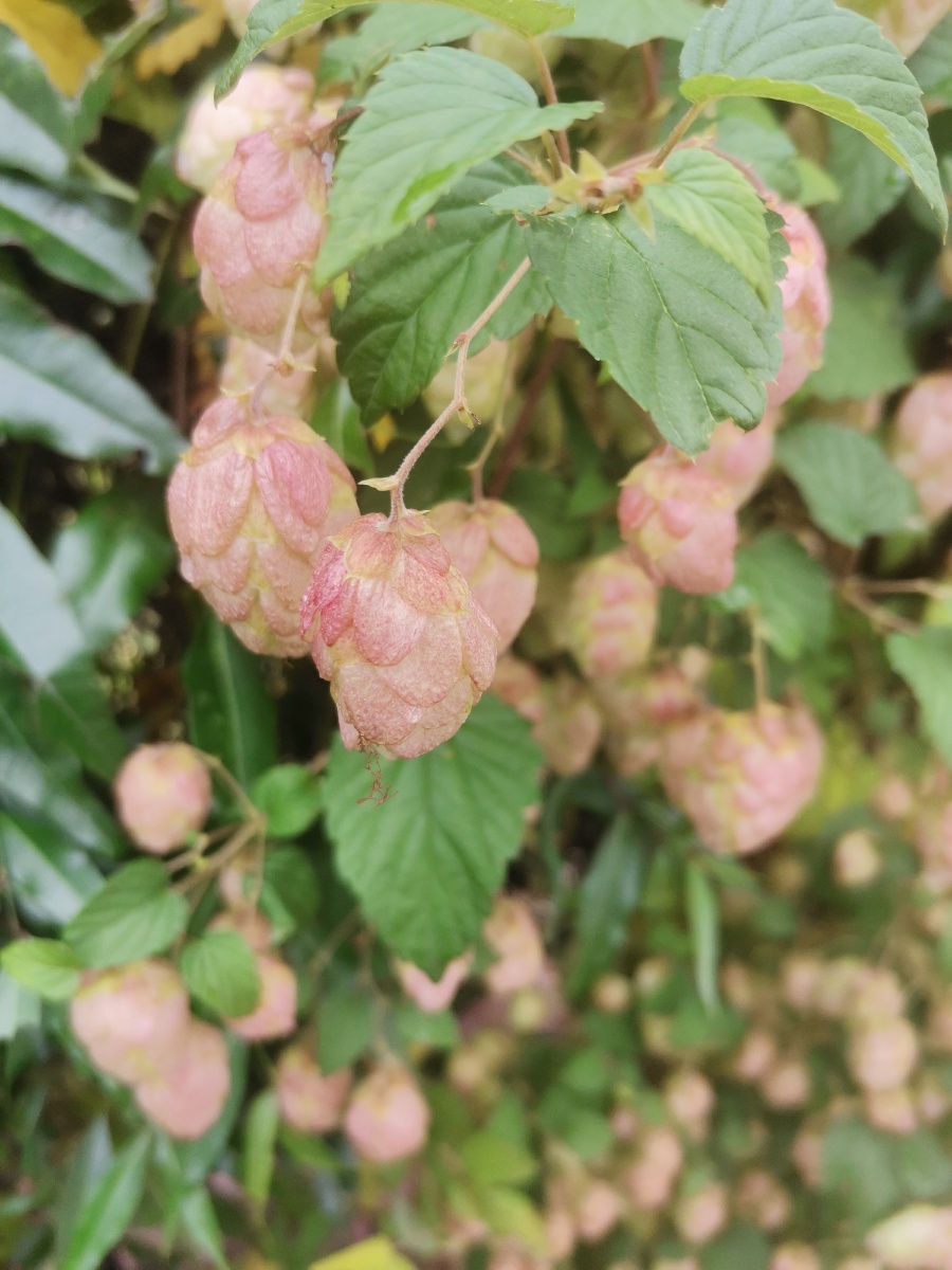 酿酒之花香甜之气啤酒花葎草属
