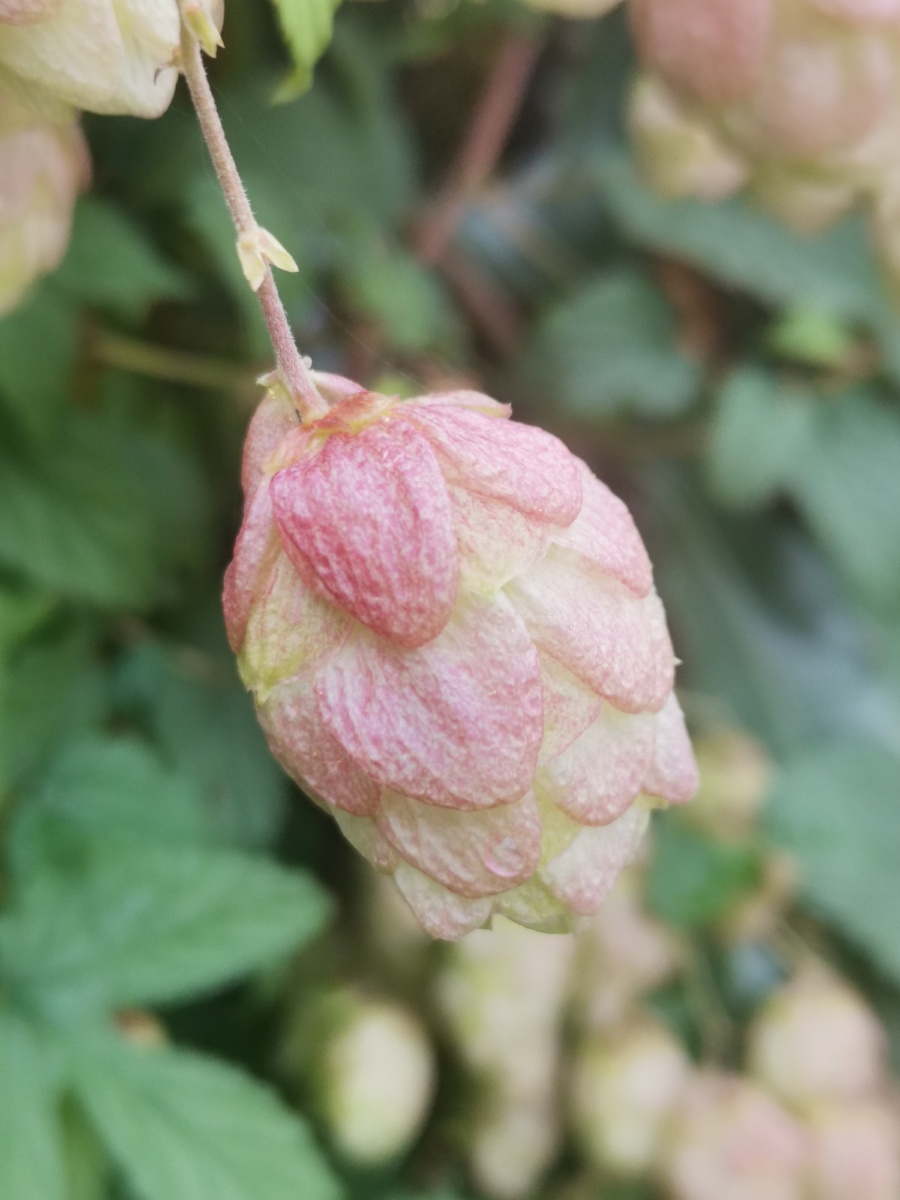 酿酒之花香甜之气啤酒花葎草属