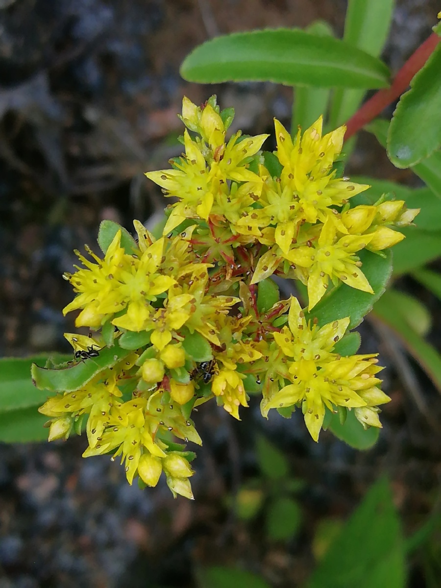 费菜景天科费菜属鸡爪三七