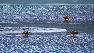 DSC03998_HZP_HZP