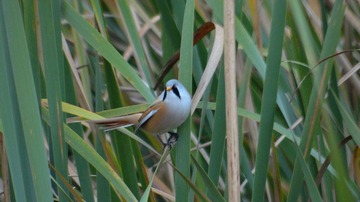 DSC02460_HZP_副本