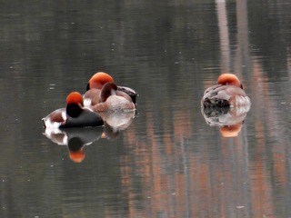 DSC02970_HZP_副本