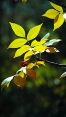 DSC02365_HZP_副本
