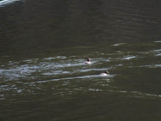 DSCF3574