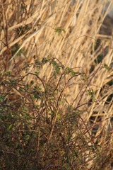 IMG_0669.JPG