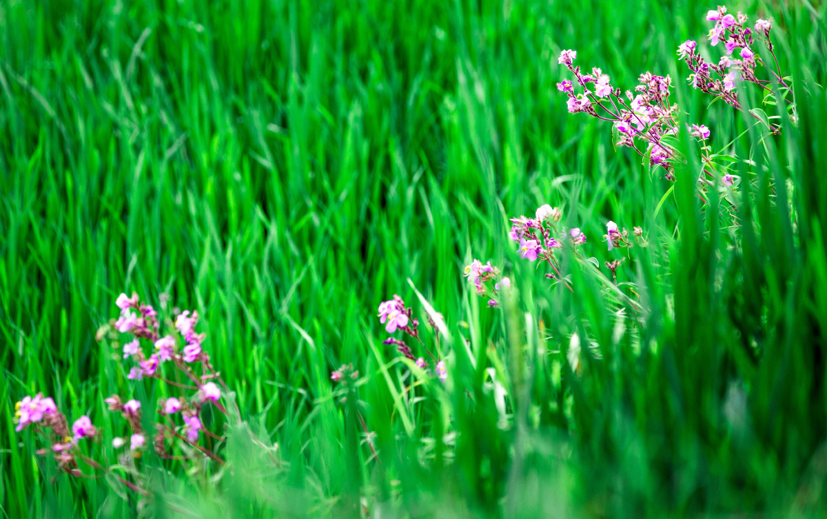 稻田里的一丛花