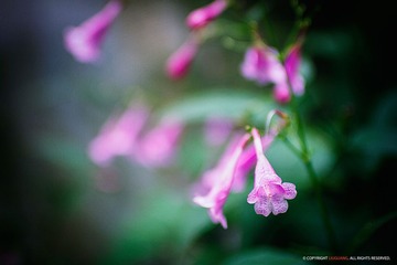 _MG_0434副本.jpg