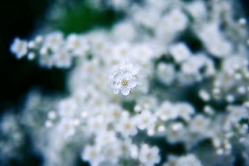 雪儿花