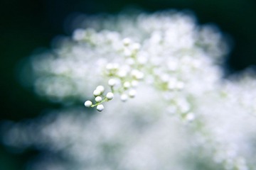 白色豆子