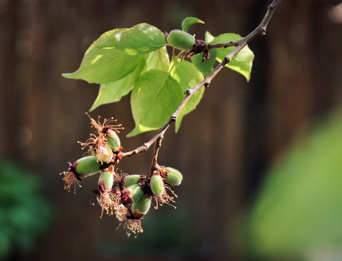 花褪残红青杏小