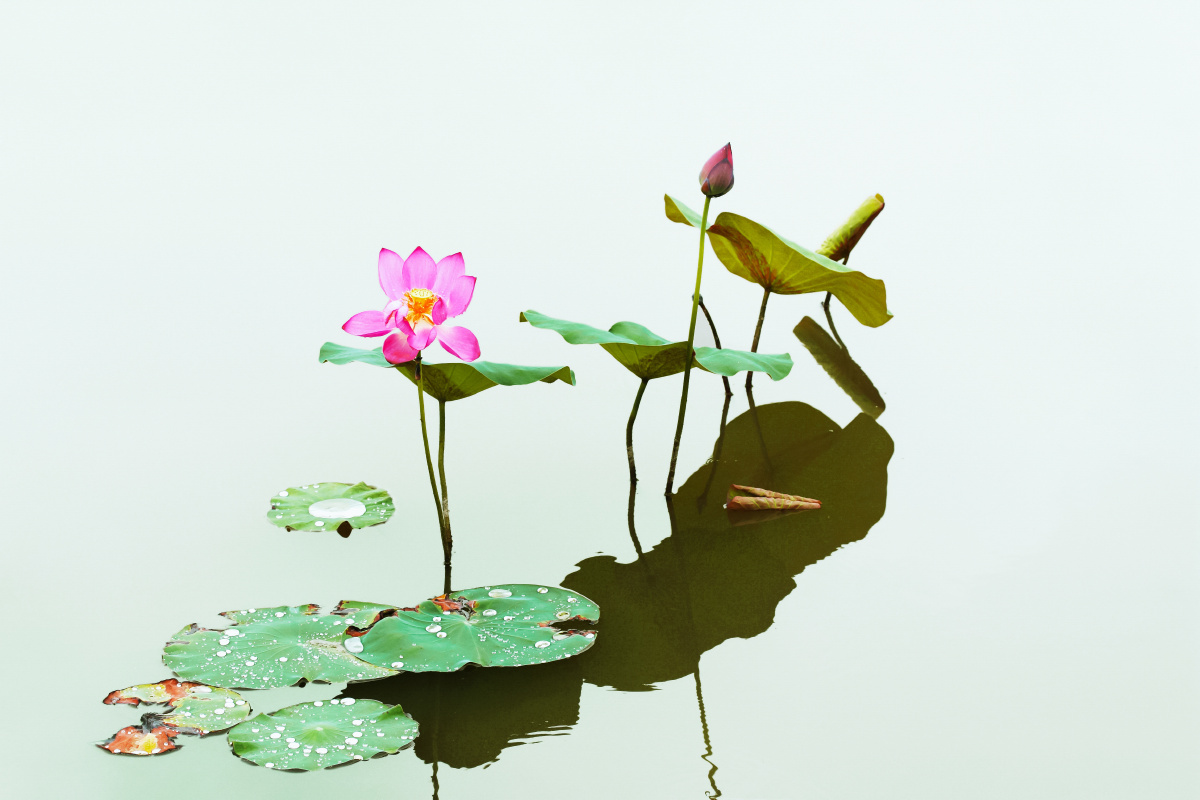 池塘里的荷花竹林思闲关注21年2月26日· 阅读4521