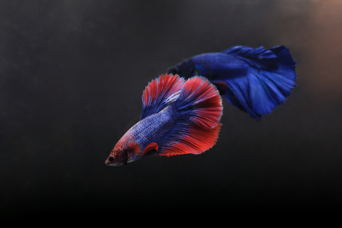 五彩斑斓的斗鱼