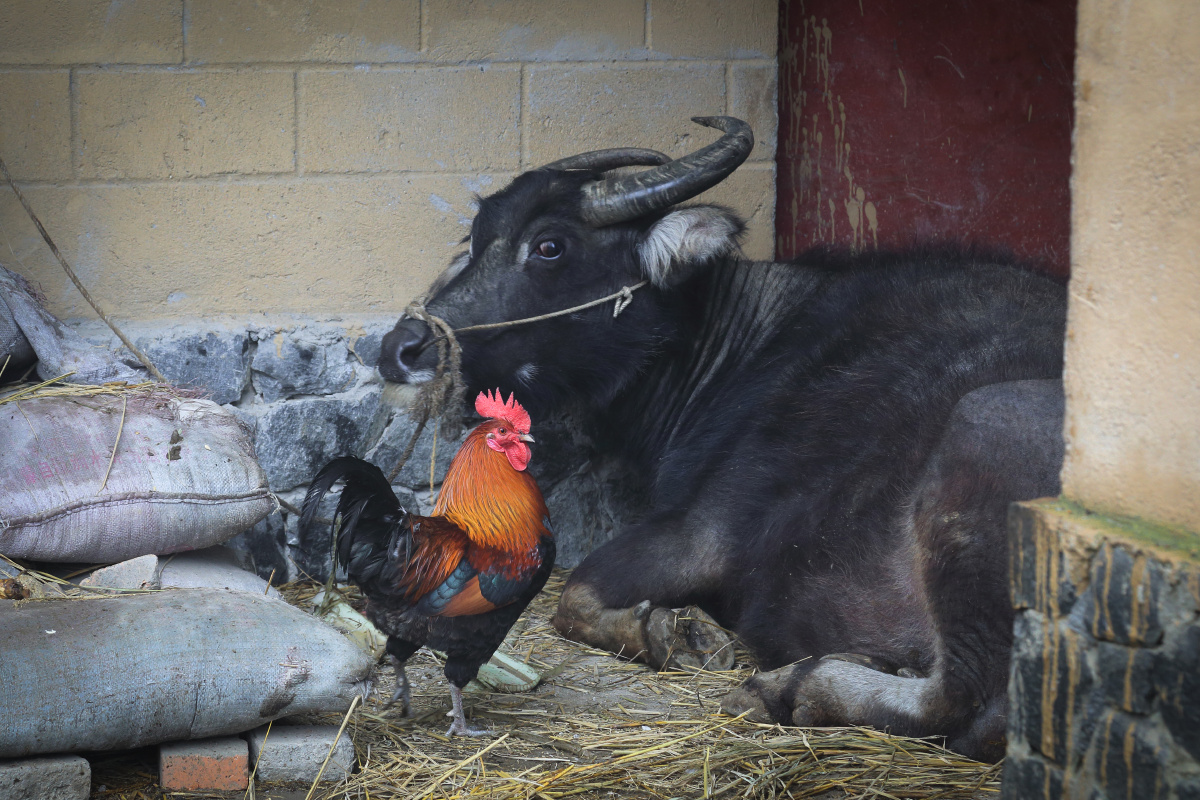 公鸡与水牛