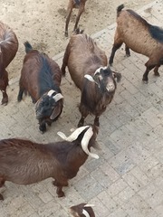 1000075306