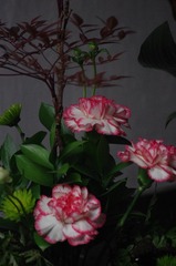 IMGP1081