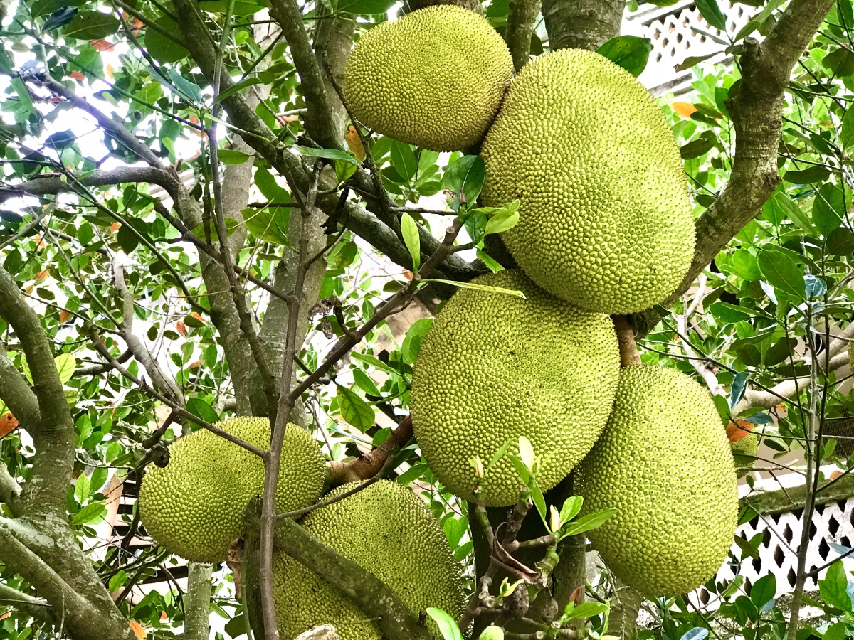 满满一树"菠萝蜜"